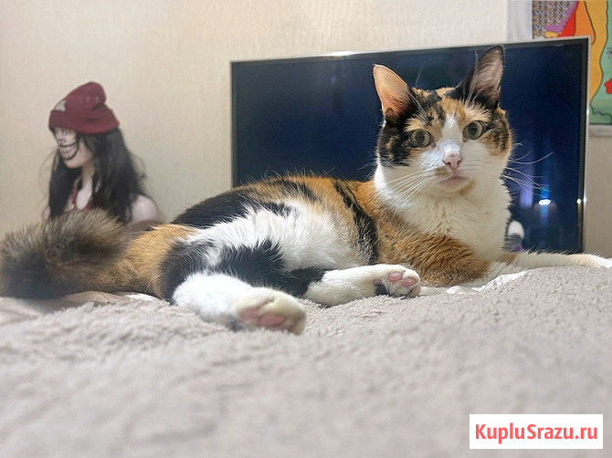 Ямайка ищет дом. Спокойный, надёжный и любящий Москва - изображение 3