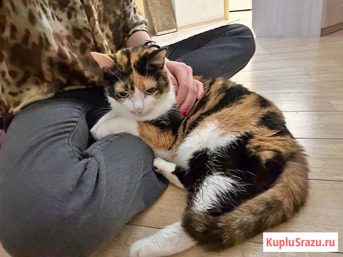 Ямайка ищет дом. Спокойный, надёжный и любящий Москва - изображение 1