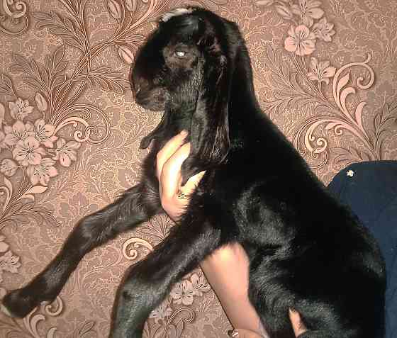 ЧП Англо-Нубийский козлик Плавск