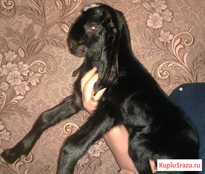 ЧП Англо-Нубийский козлик Плавск - изображение 1