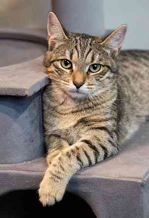 Ищут дом три кошачьих сердца Москва