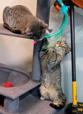 Ищут дом три кошачьих сердца Москва