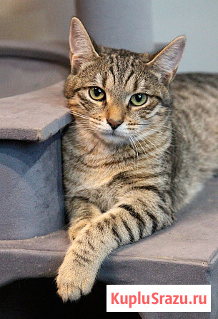 Ищут дом три кошачьих сердца Москва - изображение 4