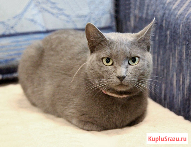 Ищут дом три кошачьих сердца Москва - изображение 3