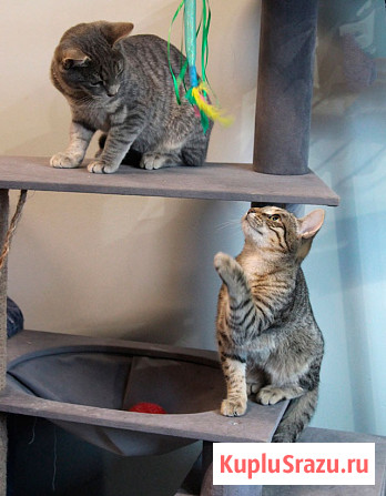 Ищут дом три кошачьих сердца Москва - изображение 1