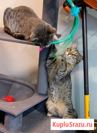 Ищут дом три кошачьих сердца Москва - изображение 2