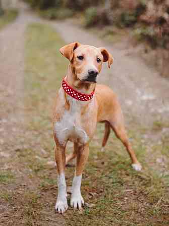 Очаровательный некрупный песик-подросток Вилли ищет семью Санкт-Петербург