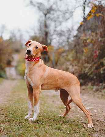 Очаровательный некрупный песик-подросток Вилли ищет семью Санкт-Петербург