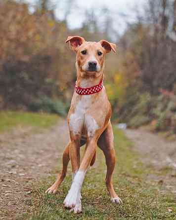 Очаровательный некрупный песик-подросток Вилли ищет семью Санкт-Петербург