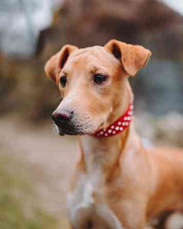 Очаровательный некрупный песик-подросток Вилли ищет семью Санкт-Петербург