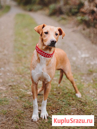 Очаровательный некрупный песик-подросток Вилли ищет семью Санкт-Петербург - изображение 1