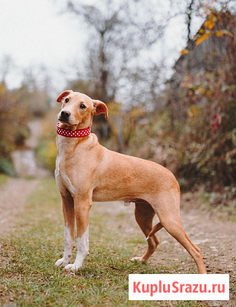 Очаровательный некрупный песик-подросток Вилли ищет семью Санкт-Петербург - изображение 3
