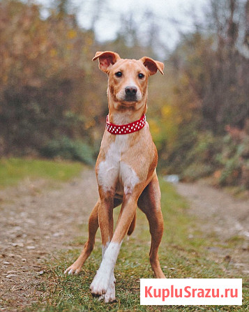 Очаровательный некрупный песик-подросток Вилли ищет семью Санкт-Петербург - изображение 4