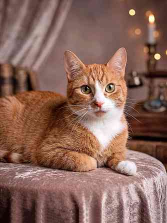 Маленькая дачная сирота ищет дом и человека Москва