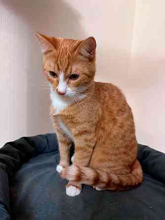 Маленькая дачная сирота ищет дом и человека Москва