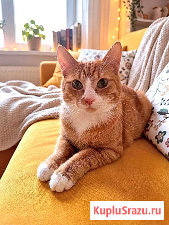 Маленькая дачная сирота ищет дом и человека Москва - изображение 3