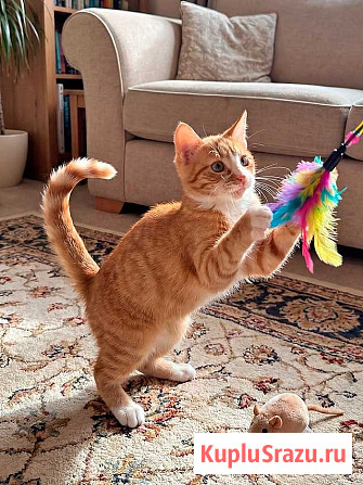 Маленькая дачная сирота ищет дом и человека Москва - изображение 2