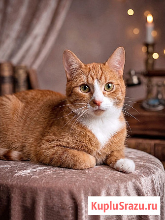 Маленькая дачная сирота ищет дом и человека Москва - изображение 1