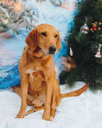 Молодой песик Рыжулик, метис гончей ищет дом Санкт-Петербург