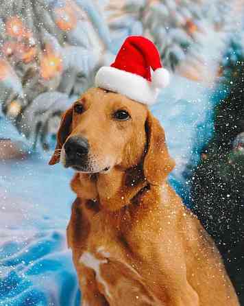 Молодой песик Рыжулик, метис гончей ищет дом Санкт-Петербург