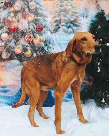 Молодой песик Рыжулик, метис гончей ищет дом Санкт-Петербург