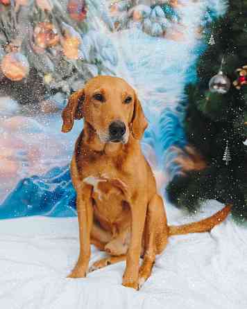 Молодой песик Рыжулик, метис гончей ищет дом Санкт-Петербург