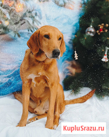 Молодой песик Рыжулик, метис гончей ищет дом Санкт-Петербург - изображение 2