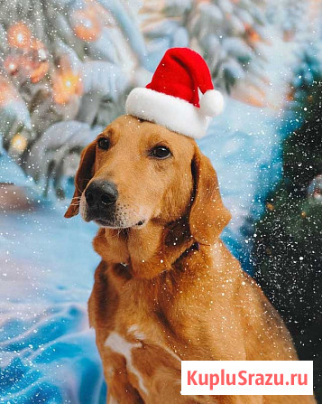 Молодой песик Рыжулик, метис гончей ищет дом Санкт-Петербург - изображение 1