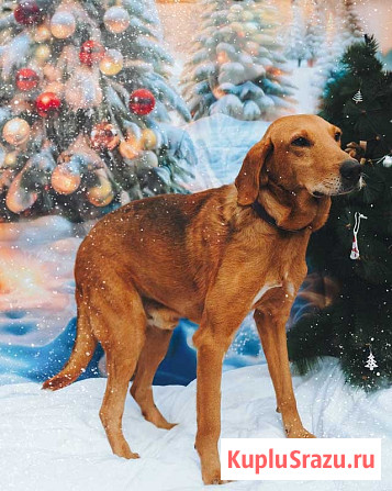 Молодой песик Рыжулик, метис гончей ищет дом Санкт-Петербург - изображение 3