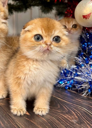 Шотландский котенок бесплатно в добрые руки Геленджик