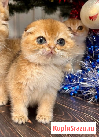 Шотландский котенок бесплатно в добрые руки Геленджик - изображение 1