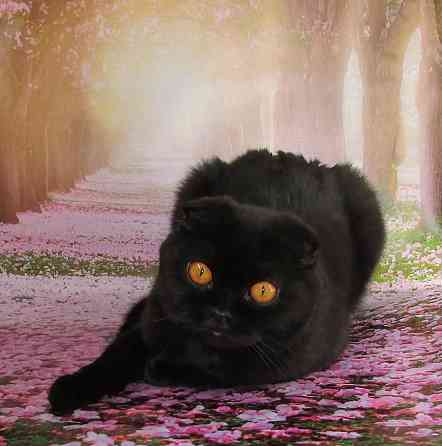 Шотландская кошечка из питомника Санкт-Петербург