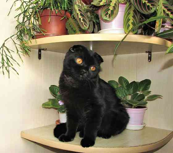 Шотландская кошечка из питомника Санкт-Петербург