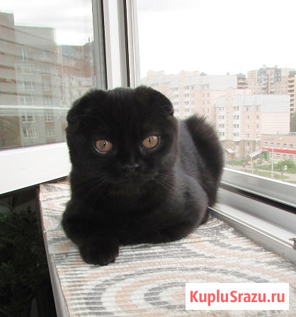 Шотландская кошечка из питомника Санкт-Петербург - изображение 3