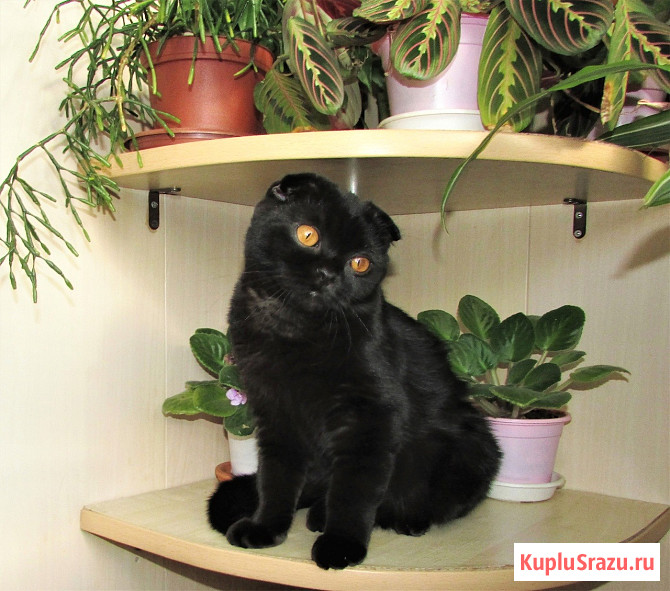 Шотландская кошечка из питомника Санкт-Петербург - изображение 2