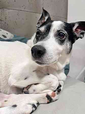 Небольшая домашняя собачка Вега, метис Джек Рассела ищет дом Москва