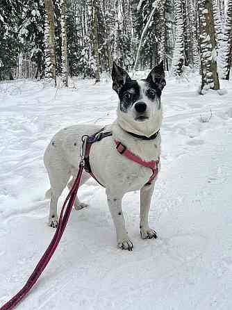 Небольшая домашняя собачка Вега, метис Джек Рассела ищет дом Москва