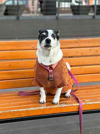 Небольшая домашняя собачка Вега, метис Джек Рассела ищет дом Москва