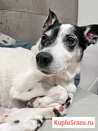 Небольшая домашняя собачка Вега, метис Джек Рассела ищет дом Москва - изображение 4