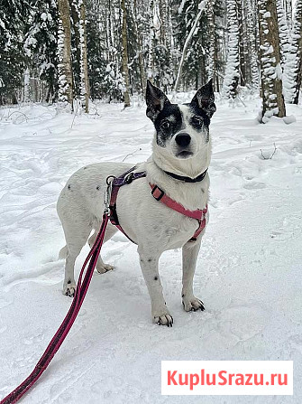 Небольшая домашняя собачка Вега, метис Джек Рассела ищет дом Москва - изображение 2