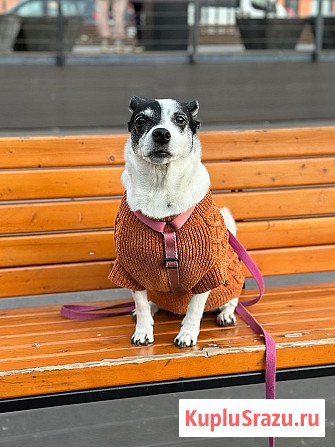 Небольшая домашняя собачка Вега, метис Джек Рассела ищет дом Москва - изображение 3
