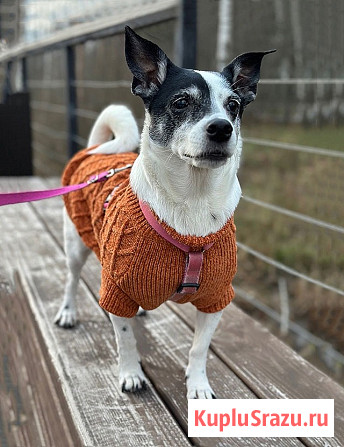 Небольшая домашняя собачка Вега, метис Джек Рассела ищет дом Москва - изображение 1