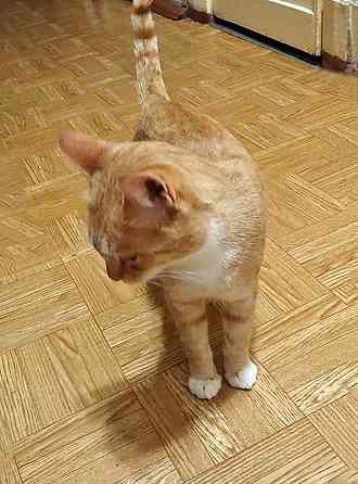 Котик-подросток Василий ищет дом Санкт-Петербург