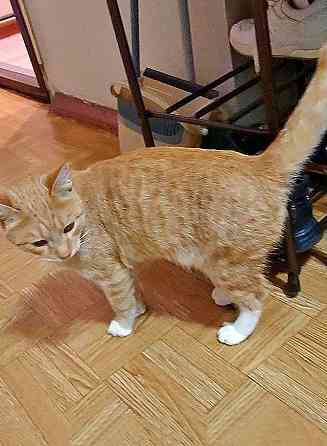 Котик-подросток Василий ищет дом Санкт-Петербург