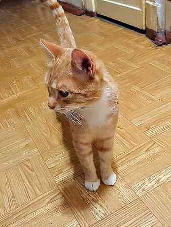 Котик-подросток Василий ищет дом Санкт-Петербург