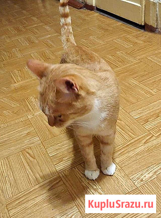 Котик-подросток Василий ищет дом Санкт-Петербург - изображение 4