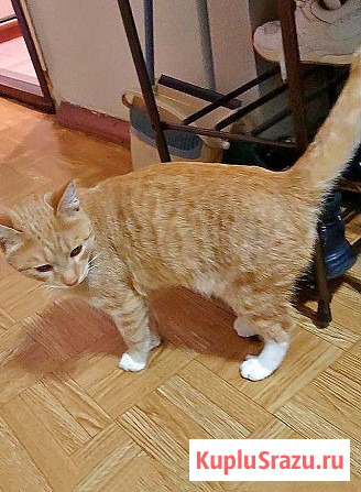 Котик-подросток Василий ищет дом Санкт-Петербург - изображение 2