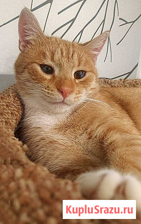 Котик-подросток Василий ищет дом Санкт-Петербург - изображение 3