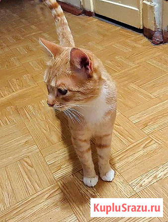 Котик-подросток Василий ищет дом Санкт-Петербург - изображение 1