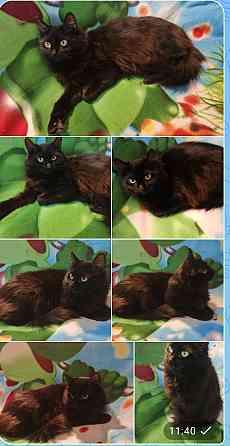 Ночка (старшая) Санкт-Петербург